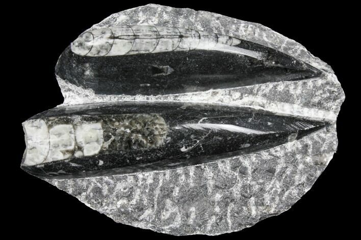 Polished Orthoceras (Cephalopod) Fossils - Morocco #96639